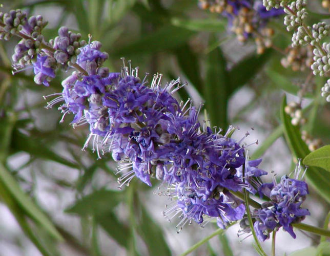 vitex flower