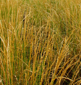 wheat plant