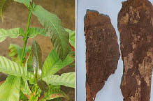 yohimbe plant and bark