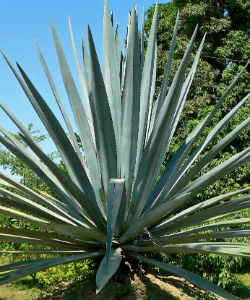 agave plant