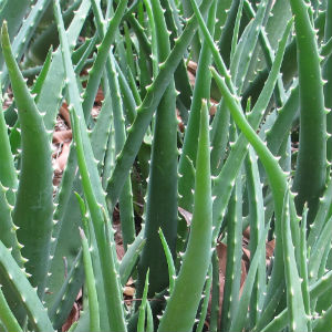 Aloe vera plant