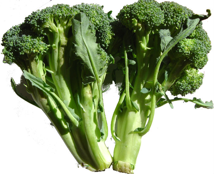 BROCCOLI plant