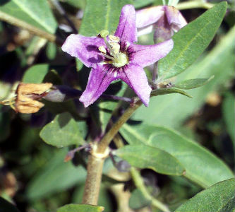 Beta Sitosterol plant