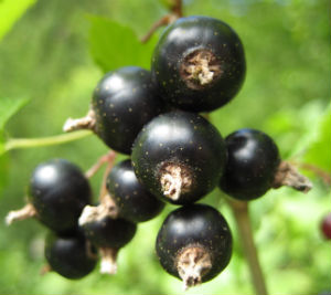 black currant fruit