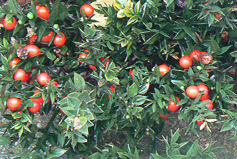 butchers broom