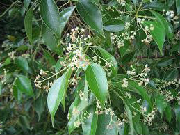 camphor plant