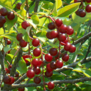 Tart Cherry