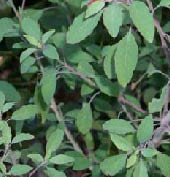 Cantro - Coriander plant
