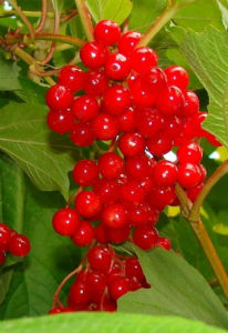 cranberry fruit