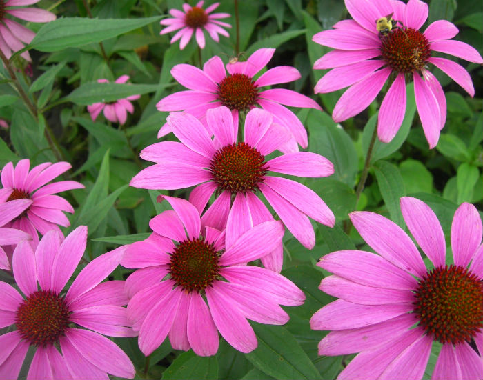 Echinacea