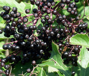  Elderberry fruit
