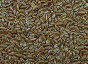 Flax seed plant