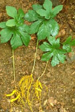 Goldenseal root plant