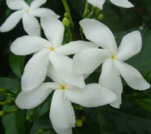 Jasmine plant