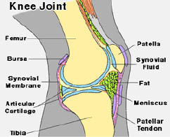 joint diagrams