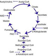 pantothenic acid and Krebs cycle