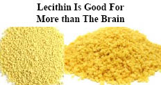 Lecithin is godo for more than the brain