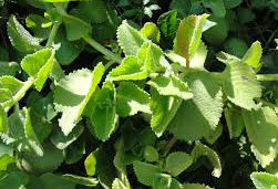 Oregano plant