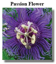 Passion flower wonderfully calming