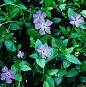 Periwinkle More