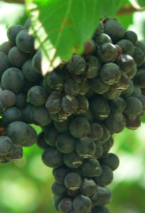 grape fruit