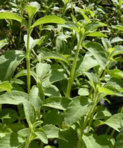 Stevia plant