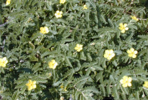 TRIBULUS plant