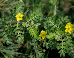 Tribulus Herb