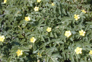 Tribulus plant