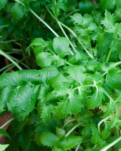 Valerian root