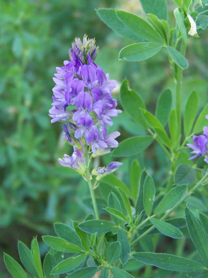 7 Amazing Benefits Of Alfalfa Leaf Article