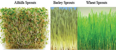 alfalfa, BARLEY, wheat sprouts