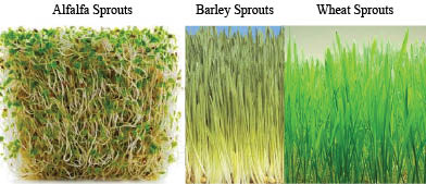 alfalfa, barley, wheat sprouts