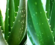 aloe vera leaf