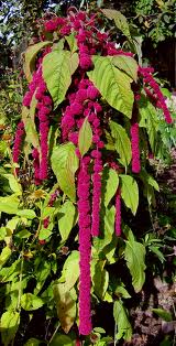 amaranth plant