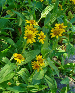 arnica plant