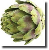 artichoke plant