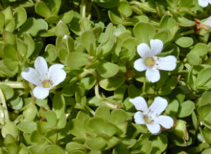 bacopa plant