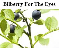 bilberryleafplant