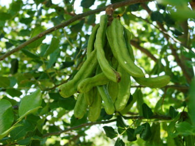 carob plant