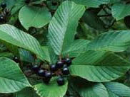 plant of cascara