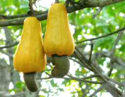 cashew fruit