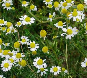 chamomile plant