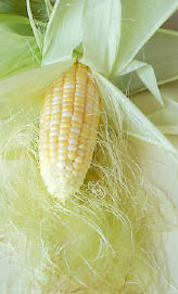 Corn cob and silk with husk
