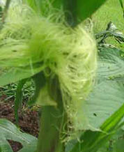 Corn silk and HUSK