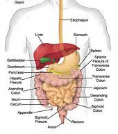 digestive tract