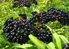 elderberry fruit