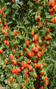 goji berries