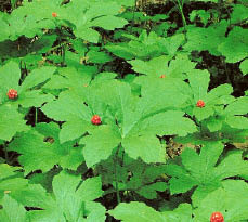 goldenseal root plant