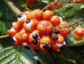 guarana seeds